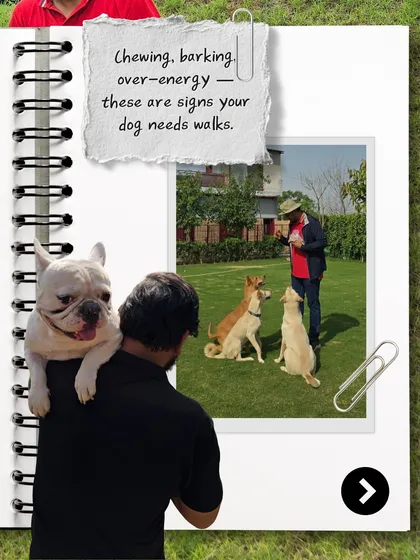 Chewing, excessive barking, and hyperactivity are often just signs that your dog has pent-up energy. A good, structured walk is one of the simplest and most effective solutions to these common behavioral issues.