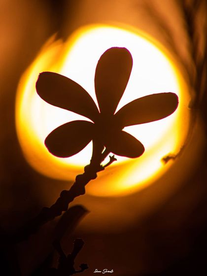 A silhouette of a plumeria flower against what looks like the setting sun. This is actually a creative shot using a light source behind the flower to create a perfect, glowing orb and a sharp silhouette.