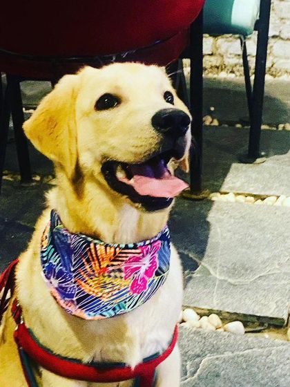 A handsome Labrador puppy looking happy and curious. We love when the little ones visit.