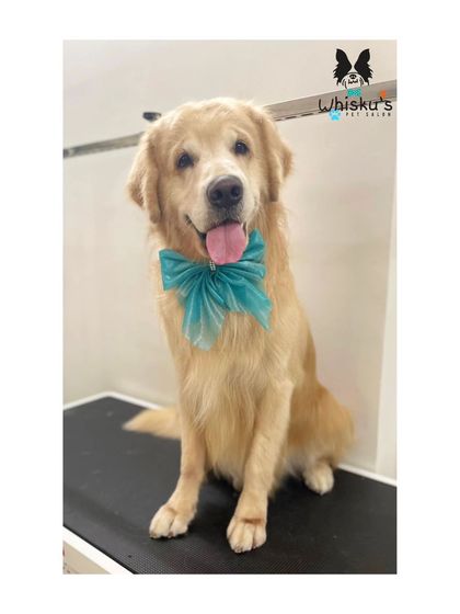 Furrybells Pet Grooming - Pet Grooming (Dogs & Cats) Breed-Specific Dog Styles photo 47