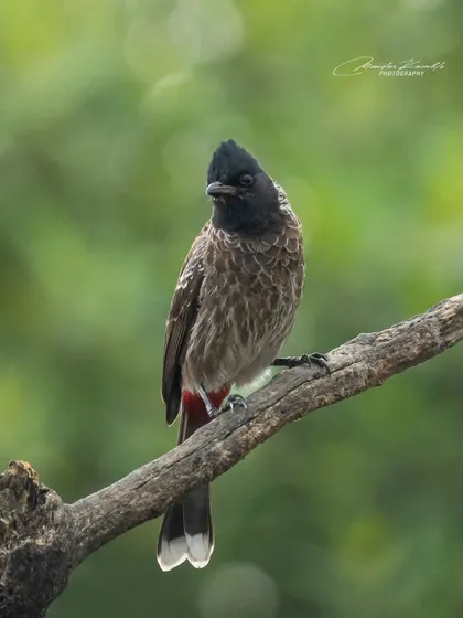 A Red-vented Bulbul looking back, showing off the red patch under its tail from which it gets its name.
