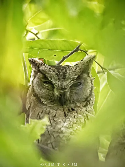An adult Indian Scops Owl, perfectly camouflaged and squinting as it watches me. These nocturnal birds are masters of disguise, and finding one during the day is a real challenge.