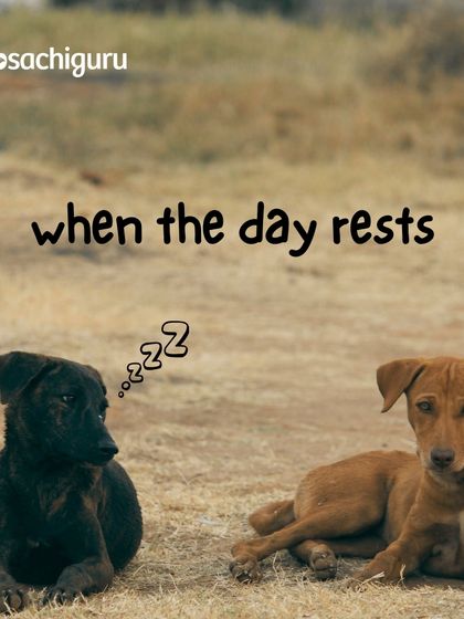 When the day rests, so do our farm dogs. A lazy afternoon is part of the balanced lifestyle we cultivate for all residents, human and animal alike.