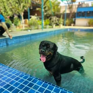 Pet Lovers Hut