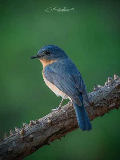 A Tickell's Blue Flycatcher perched on a thorny branch. The contrast between the delicate bird and the sharp thorns makes for an interesting visual story.
