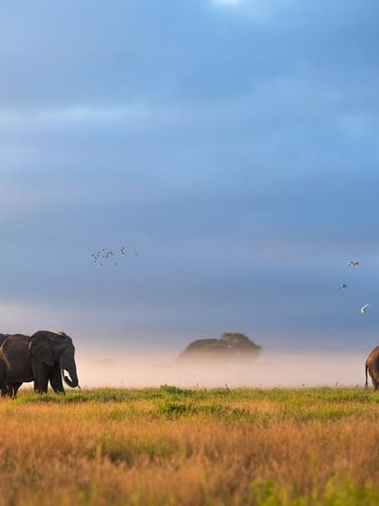 Elephants in the morning mist of Amboseli, with birds flying overhead. The atmospheric conditions here create truly magical photographic opportunities.