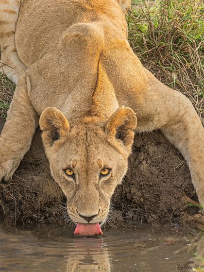 A lioness drinking, her tongue just touching the water, while her eyes look straight up into the camera. This is a perfect example of capturing a unique behavior combined with powerful eye contact.