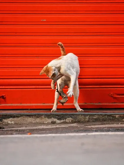 The cat contorts its body as it plays with its catch. This image highlights the agility and playful cruelty of a predator, frozen in a dynamic pose.