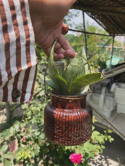 Plant Spotlights & Inspiration photo 20