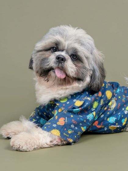 WoofWoof Stories - Commercial Pet Photography Pet Apparel & Accessories photo 11