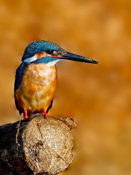 A Common Kingfisher perches on the end of a cut log against a beautiful, warm, golden-hour background. The lighting creates a stunning silhouette and highlights the bird's colors.