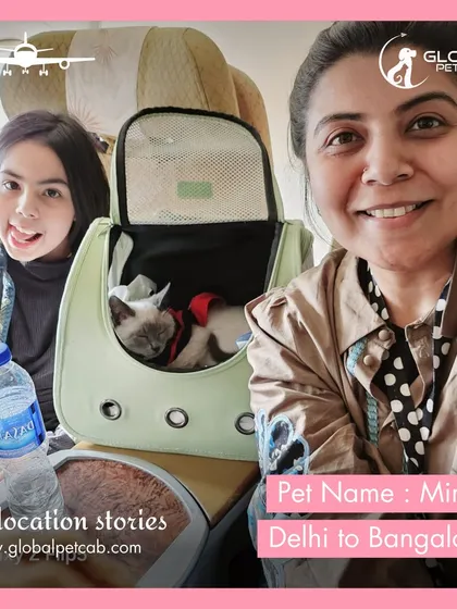 Mirza, a beautiful cat, traveling comfortably with his family in the airplane cabin from Delhi to Bangalore. We assist with all the necessary airline approvals and paperwork to make in-cabin pet travel a seamless experience.
