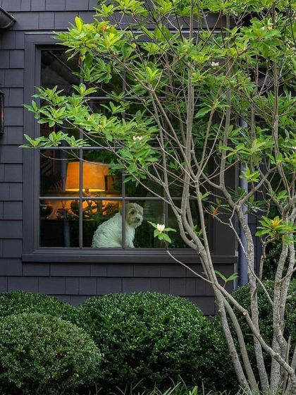Our planting designs consider the view from both inside and out. Here, a magnolia tree and manicured shrubs frame the window, creating a beautiful living picture.