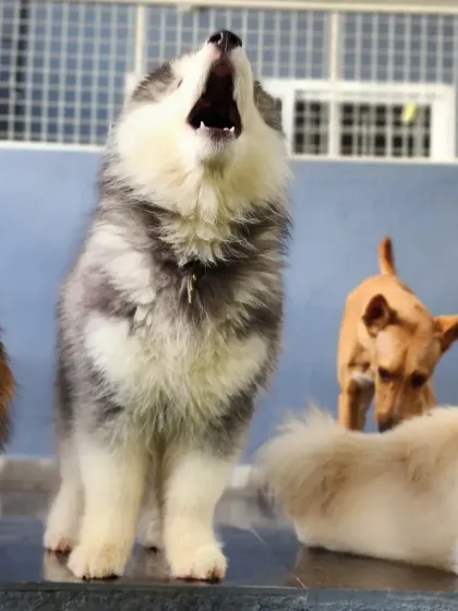 This little four month old Husky puppy is finding his voice among his new friends. We love nurturing the confidence of young dogs and watching their unique personalities shine through.