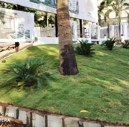 The finished mount garden, with a healthy lawn covering the slope and cycas palms planted as features. This adds visual interest to a flat area.