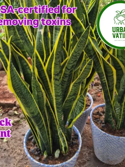 This is the Snake Plant, or Sansevieria, famous for being one of the best air-purifying plants you can own. It's also incredibly low-maintenance, perfect for beginners.