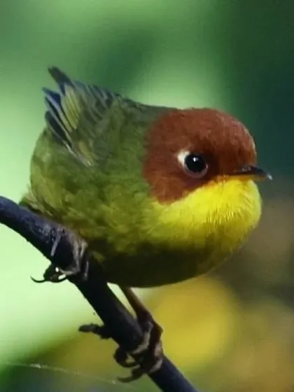 The Chestnut-headed Tesia is a tiny, shy bird that forages on the ground in deep cover. It is incredibly difficult to photograph, and this clear shot was a reward for a lot of patience. It's a perfect example of a "chasing rarities" target.
