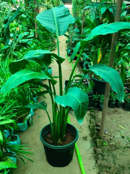 The Bird of Paradise plant, with its large, lush leaves, is a fantastic statement piece for any room. It's also an effective plant for improving indoor air humidity.