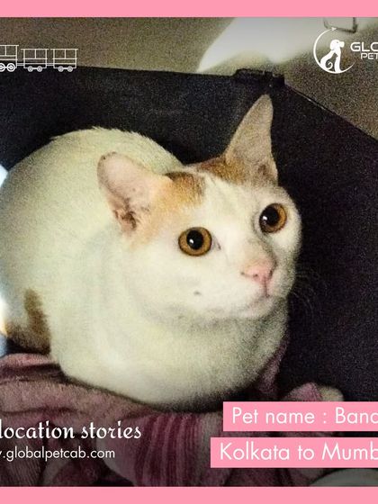 Global Pet Cab - Domestic Pet Relocation We Move the Whole Family: Dogs, Cats, Birds & More photo 9