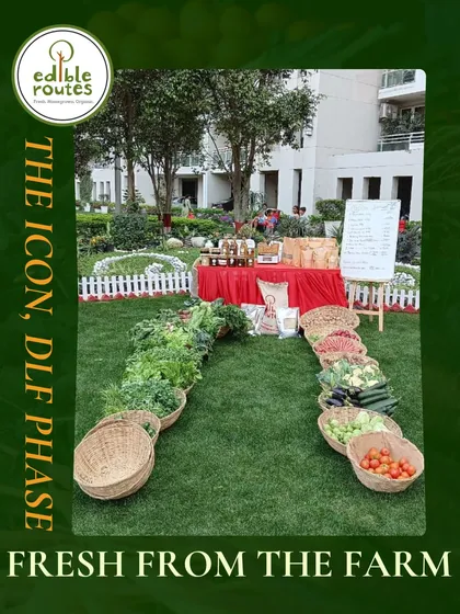 Setting up my stall for a farmers' market at The Icon in DLF Phase 5. I love creating these beautiful displays to showcase the variety of fresh, organic vegetables and artisanal products from my farm.