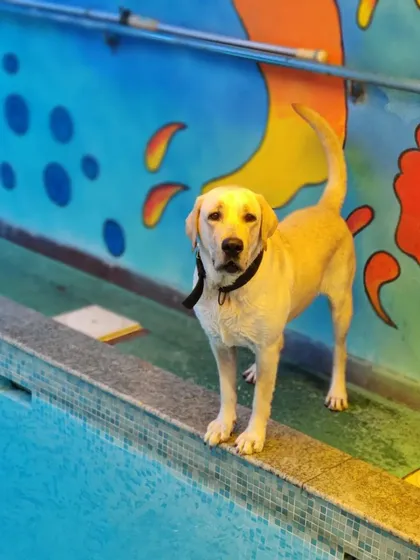Daksha standing by the edge, getting ready for a swim. The wide pool edges give them a safe place to stand before jumping in.