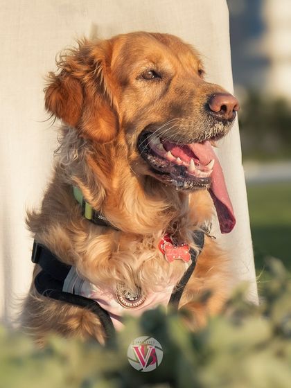 A golden retriever enjoying the sunshine. Outdoor shoots are perfect for capturing pets basking in the golden hour light.