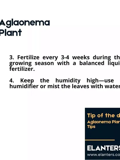Aglaonema Care Part 2: These plants appreciate high humidity, so misting the leaves helps. Fertilize every 3-4 weeks during the growing season.