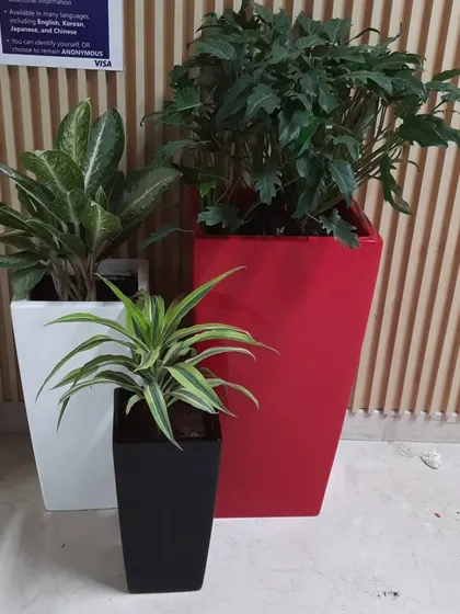 Our plantscaping service includes selecting the perfect planters. This arrangement showcases our versatile fiberglass planters in bold red, classic white, and sleek black to complement any interior design.