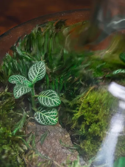 The delicate, veined leaves of a fittonia plant are a beautiful addition to any terrarium. I have a severe obsession with creating these little worlds in decanters.