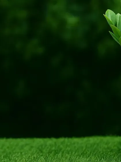 A simple and elegant ZZ plant in a white bowl-shaped pot, placed on artificial grass. This setup is perfect for a clean, modern aesthetic.