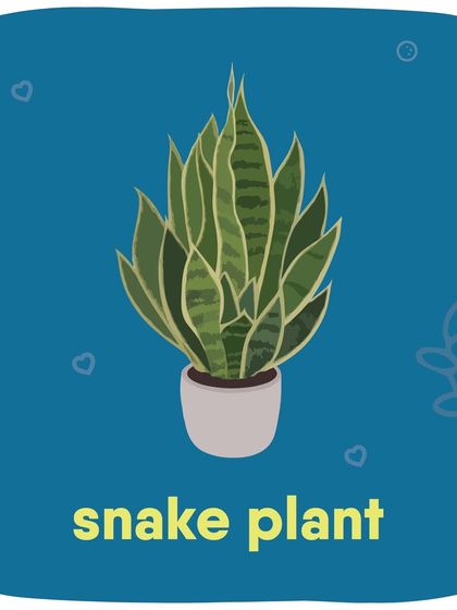 Keep your pets safe by placing Snake Plants where they cannot reach them.