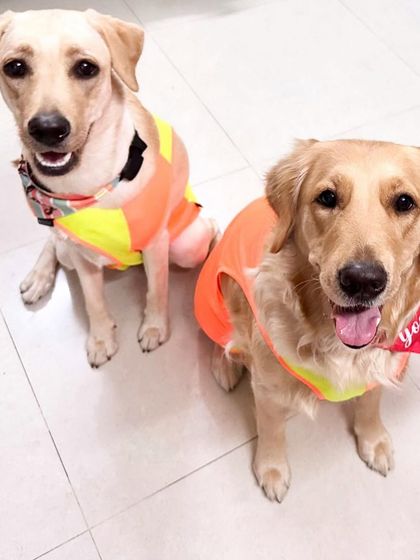 PL Paws - Dog Adoption Services Happy Tails: Our Adoptees in Their Forever Homes photo 100