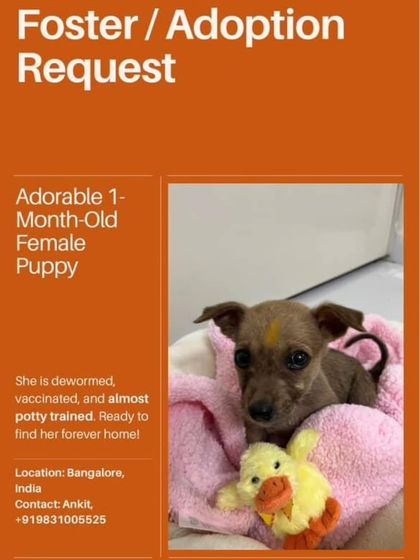 The official foster and adoption request poster for the tiny 1-month-old female puppy, highlighting her sweet nature and readiness for a home.