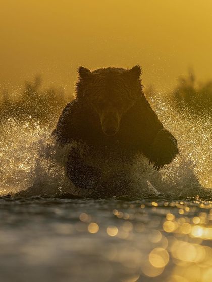 Wild Encounters: Action & Behavior photo 8