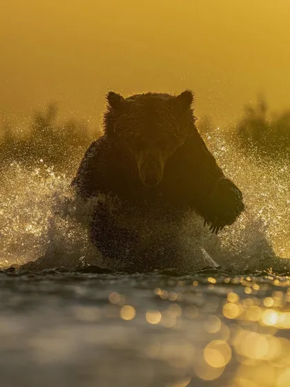 A coastal brown bear silhouetted against the golden light while fishing. This combines action and artistic light in one powerful frame.