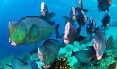 A school of bumphead parrotfish, the resident gentle giants of Sipadan. They often travel in large groups, making for an impressive sight.