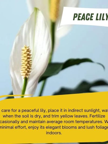 The Peace Lily is a fantastic low-maintenance indoor flowering plant. To care for it, simply place it in indirect sunlight, water when the soil is dry, and enjoy its elegant white blooms.