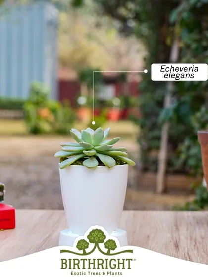 The rosette shape of the Echeveria elegans is just one of the many succulent charms that might sway you. We have a variety for every taste.