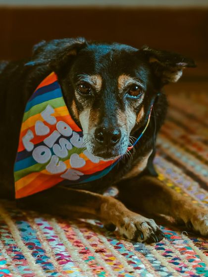 My beautiful babies. These are my own rescued indie dogs, the inspiration behind so much of my work.