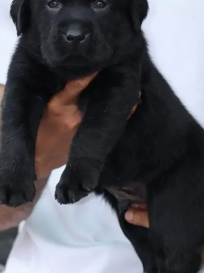 Another view of one of my black Labrador male puppies. He is healthy, strong, and has received his first set of vaccinations.