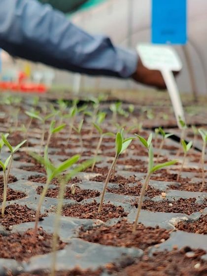 The journey of a thousand plants begins with a single tray. Our nursery is where we ensure a strong start for every crop.