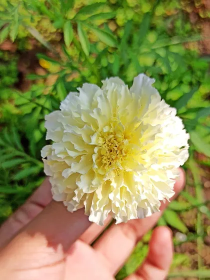 Look at this beautiful white marigold. This is the first one I have ever grown from a seed, and I could not be prouder of this lovely, delicate bloom.