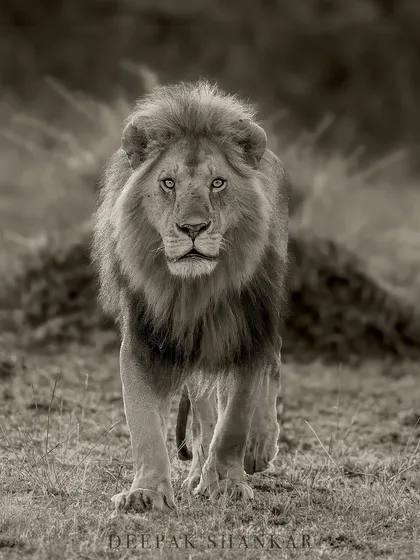 These images further explore the lives of Africa's big cats, from quiet portraits and family interactions to the drama of the hunt. Each one is a piece of the larger narrative we build on safari.