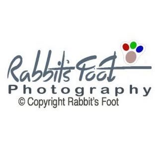 Rabbits Foot Photography