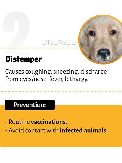 Pethowz - Pet Parent Education Understanding Common Pet Ailments photo 5