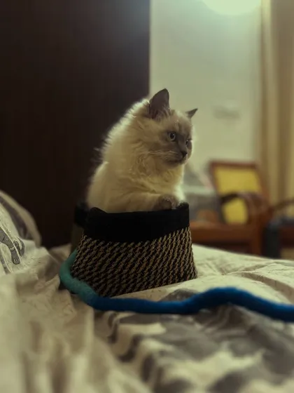 A quiet moment for Chameli. Even playful kittens need their downtime.
