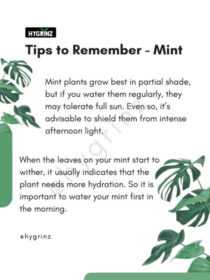 Hygrinz - Garden Maintenance Gardening Know-How: Tips & Techniques photo 34
