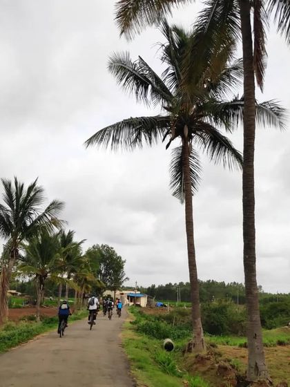 A group of cyclists on a quiet road lined with palm trees in the Nandi countryside. This is a typical beautiful scene from our day tours.
