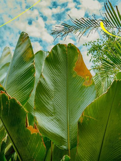 A low-angle view looking up at the giant tropical leaves against a bright, cloudy sky. It feels like a true getaway.