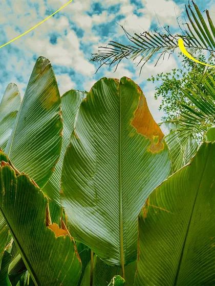 I'm fascinated by the different shapes and textures of nature. These large, vibrant leaves are part of the dense foliage that makes our venue feel like a true garden collective.
